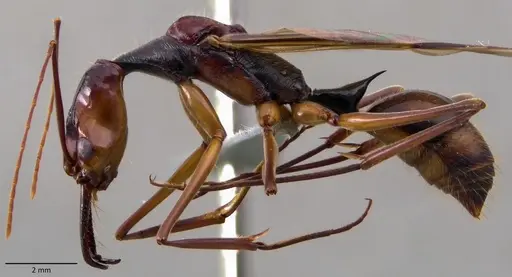 Odontomachus hastatus - ANTWEB1060140