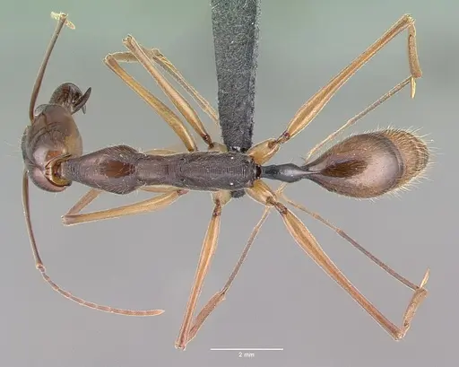 Odontomachus hastatus - CASENT0040150