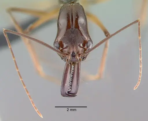 Odontomachus hastatus - CASENT0040150