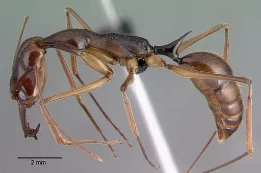 Odontomachus hastatus - CASENT0040150