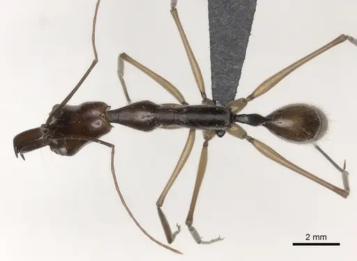 Odontomachus hastatus - CASENT0073706