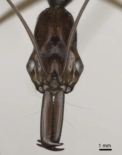 Odontomachus hastatus - CASENT0073706