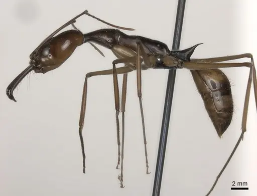 Odontomachus hastatus - CASENT0073706