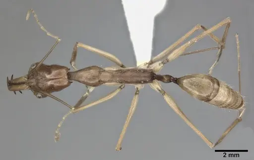 Odontomachus hastatus - CASENT0246016