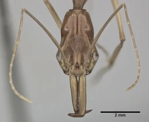 Odontomachus hastatus - CASENT0246016
