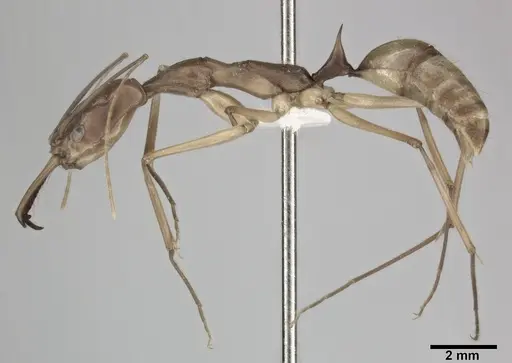 Odontomachus hastatus - CASENT0246016