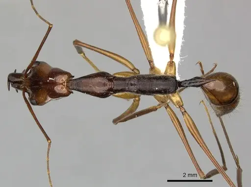 Odontomachus hastatus - CASENT0270606