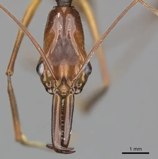 Odontomachus hastatus - CASENT0270606