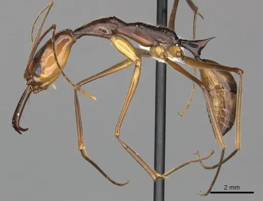 Odontomachus hastatus - CASENT0270606