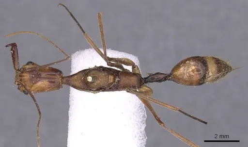 Odontomachus hastatus - CASENT0900583