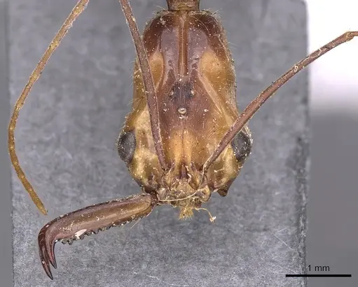 Odontomachus hastatus - CASENT0900583