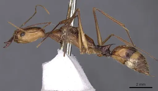 Odontomachus hastatus - CASENT0900583