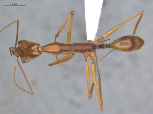 Odontomachus hastatus - ECOFOG-TR17-0320-02