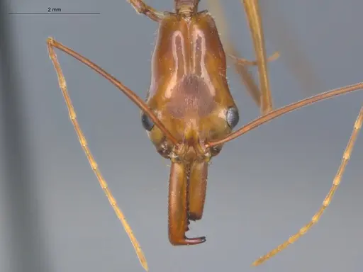 Odontomachus hastatus - ECOFOG-TR17-0320-02