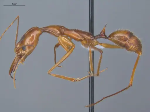 Odontomachus hastatus - ECOFOG-TR17-0320-02