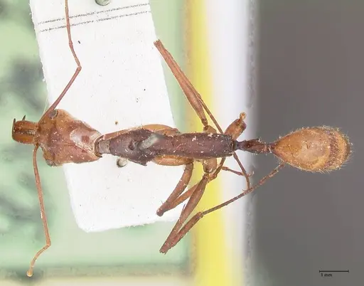 Odontomachus hastatus - FOCOL1059