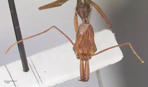 Odontomachus hastatus - FOCOL1059