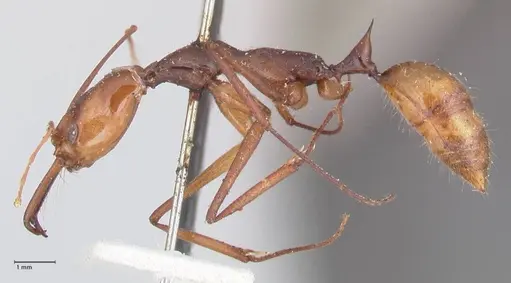 Odontomachus hastatus - FOCOL1059