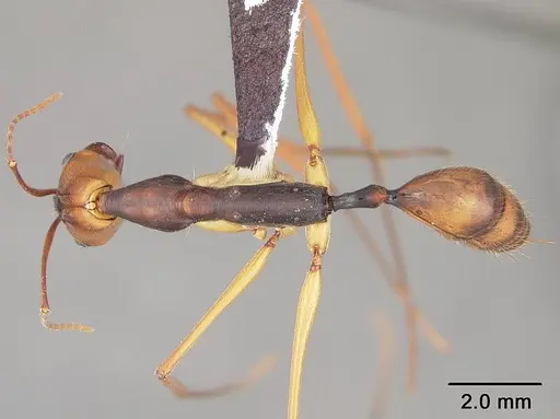 Odontomachus hastatus - USNMENT00441294