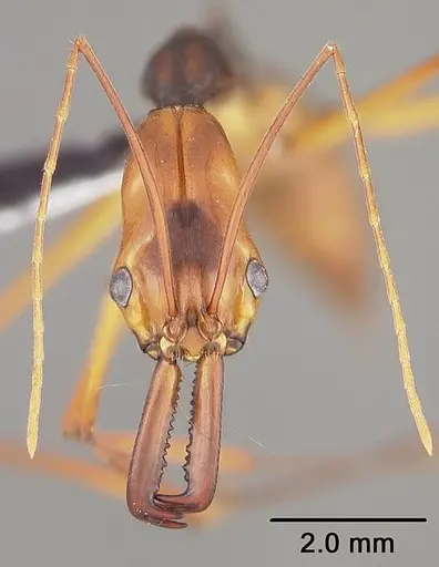 Odontomachus hastatus - USNMENT00441294