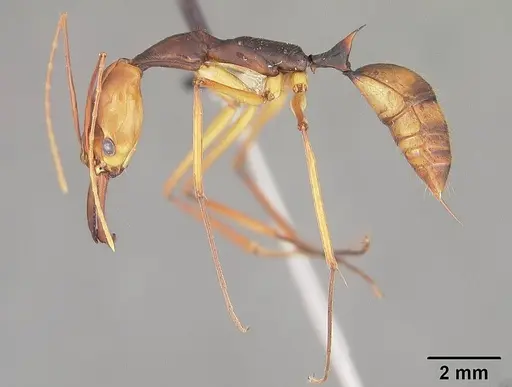 Odontomachus hastatus - USNMENT00441294