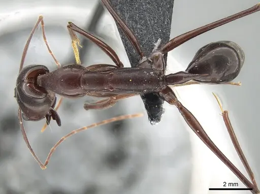 Odontomachus imperator specimen