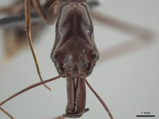 Odontomachus imperator specimen