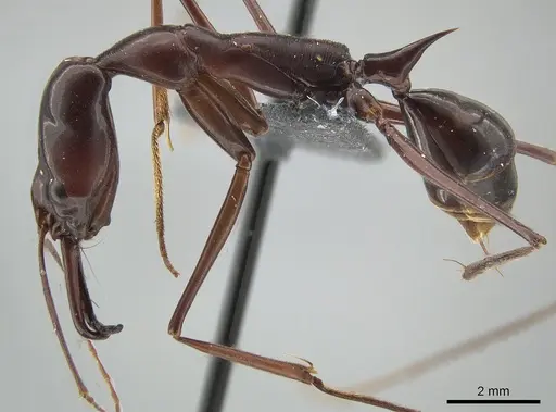 Odontomachus imperator specimen