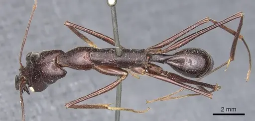 Odontomachus imperator - CASENT0903996