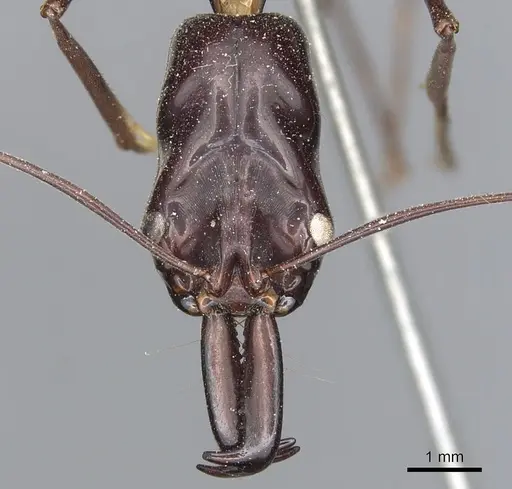 Odontomachus imperator - CASENT0903996