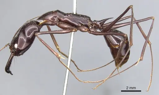 Odontomachus imperator - CASENT0903996