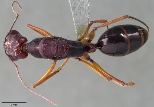 Odontomachus infandus specimen