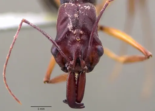 Odontomachus infandus specimen