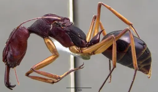 Odontomachus infandus specimen