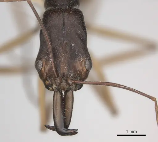 Odontomachus infandus - CASENT0217540