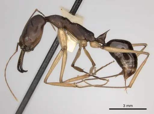 Odontomachus infandus - CASENT0217540