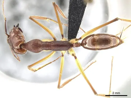 Odontomachus infandus - CASENT0650353