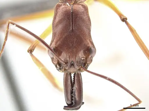 Odontomachus infandus - CASENT0650353