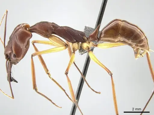 Odontomachus infandus - CASENT0650353