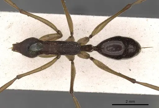 Odontomachus infandus - CASENT0900652