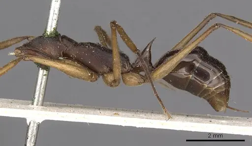 Odontomachus infandus - CASENT0900652