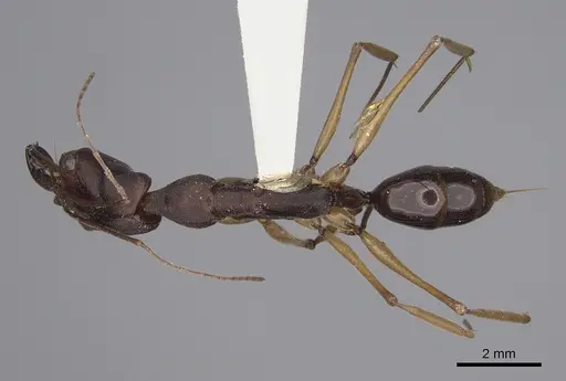 Odontomachus infandus - CASENT0923414