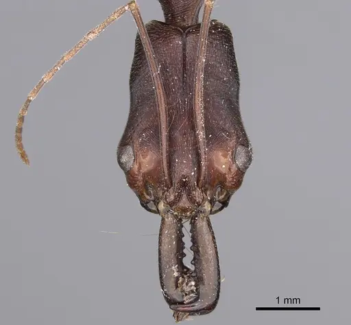 Odontomachus infandus - CASENT0923414