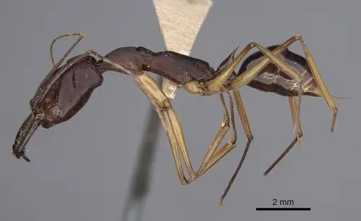 Odontomachus infandus - CASENT0923414