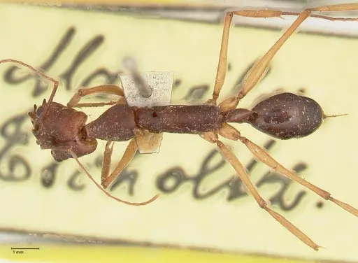 Odontomachus infandus - FOCOL1062