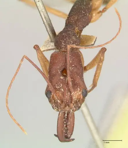 Odontomachus infandus - FOCOL1062