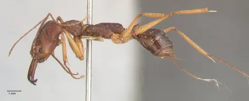 Odontomachus infandus - FOCOL1062