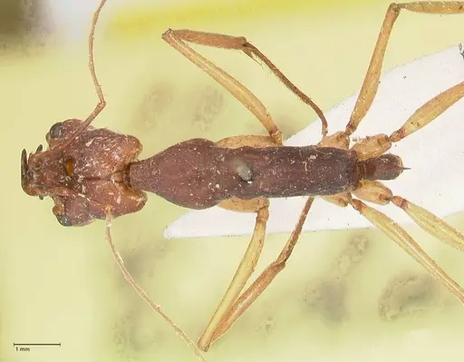 Odontomachus infandus - FOCOL1063