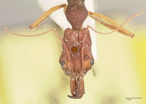 Odontomachus infandus - FOCOL1063