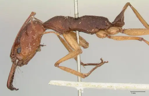 Odontomachus infandus - FOCOL1063